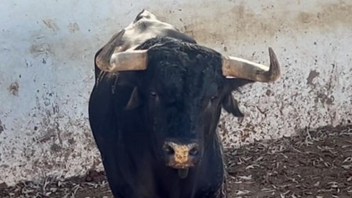 Así se recupera 'Escondido', el toro indultado de Santiago Domecq en València