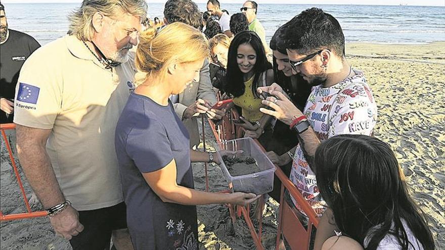 suelta de 33 crías de tortuga en castelló