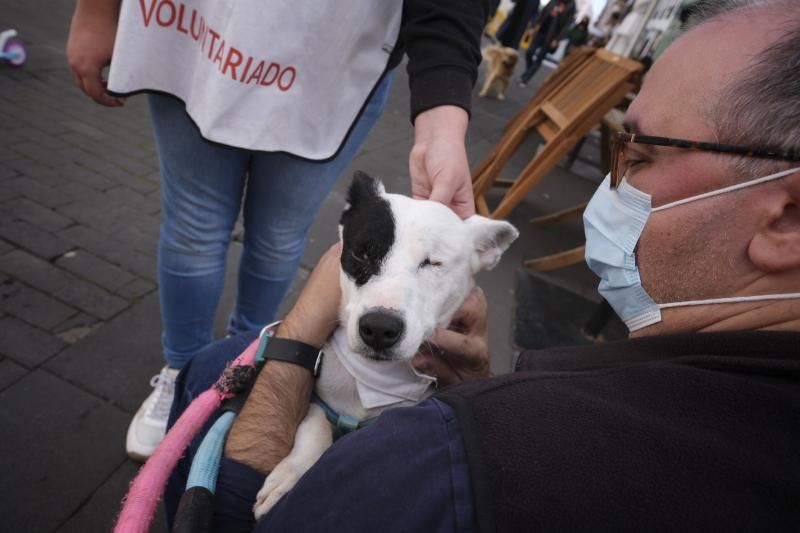 Feria de la Adopción de Animales en La Laguna