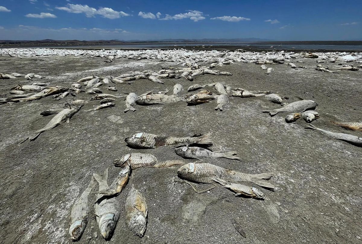 Miles de peces muertos por la sequía en México.