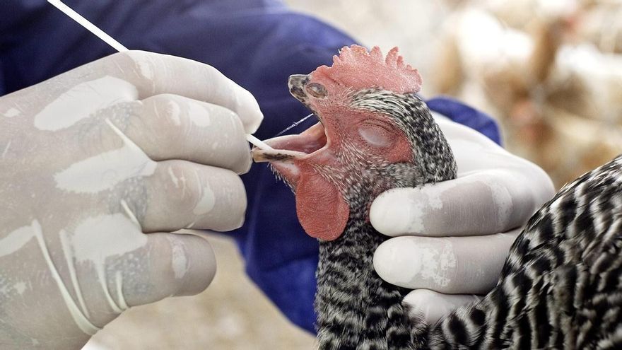 Confirmada gripe aviar en una segunda granja en Ahillones