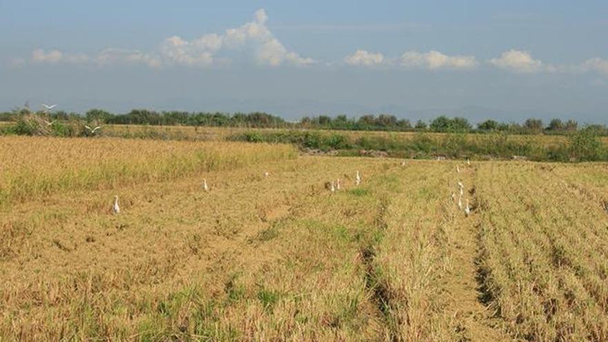AVA alerta del problema medioambiental del retraso de la quema de la paja del arroz
