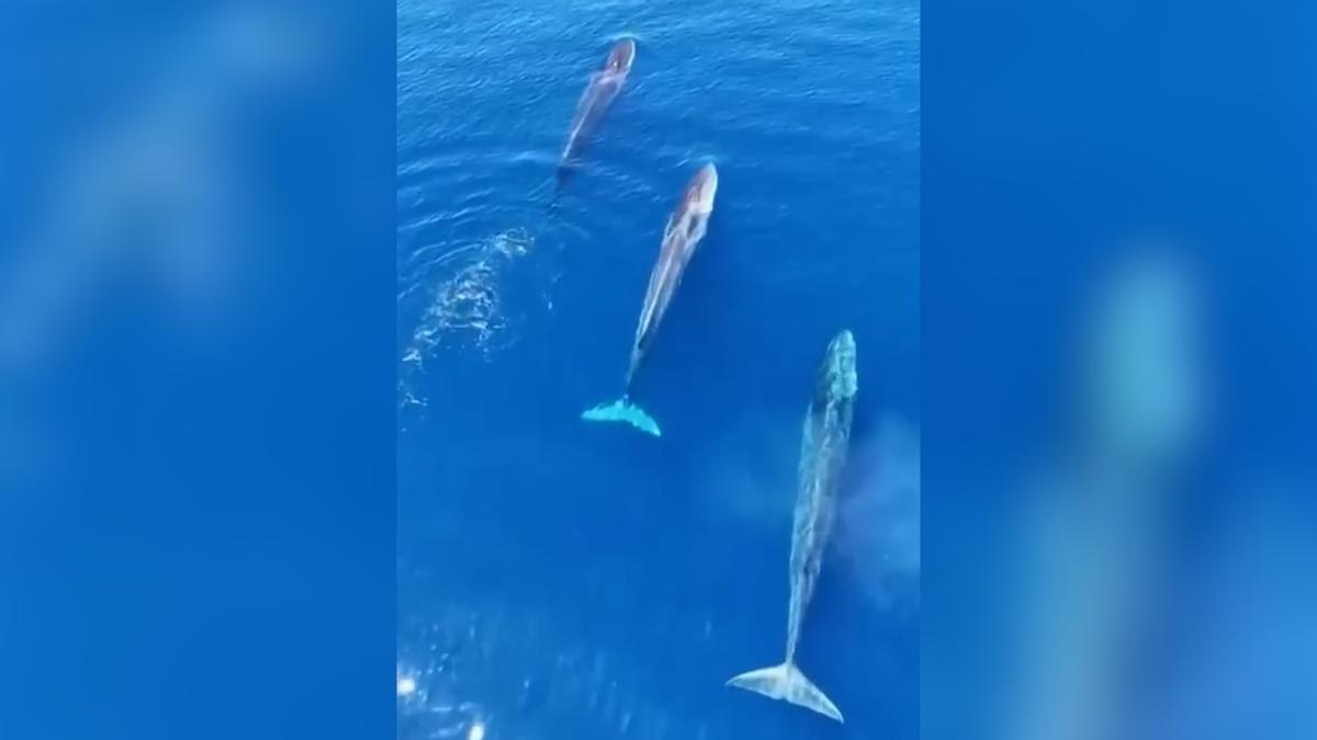 Sorprendente avistamiento de ballenas en Fuengirola, Málaga: Increíble pero cierto