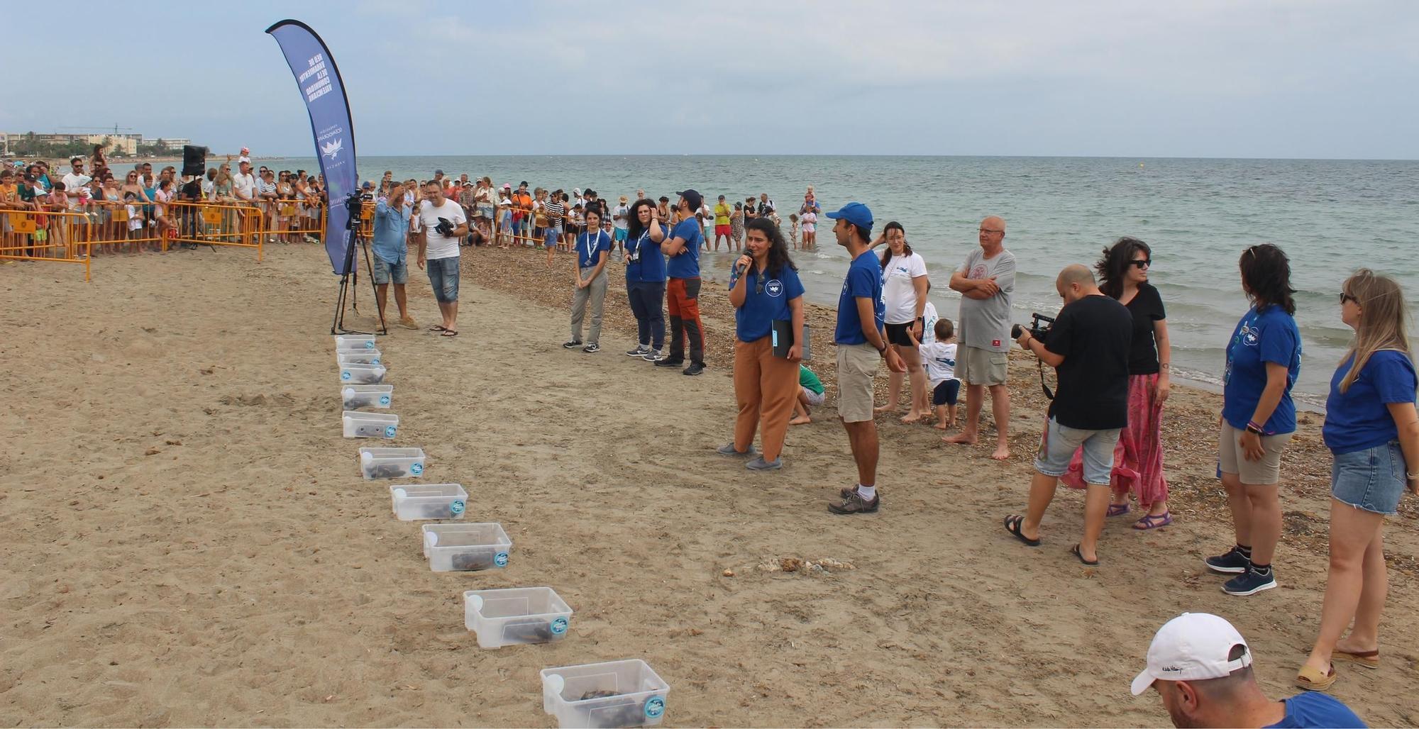 Nacieron en Dénia y han descubierto el mar en Dénia: 12 tortugas nadan libres en el Mediterráneo