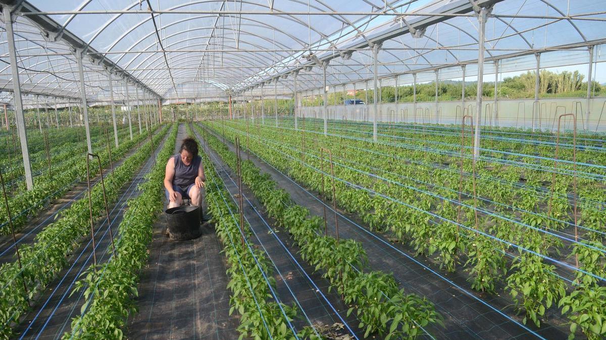 Un cultivo adscrito a la cooperativa Horsal en una imagen de archivo.