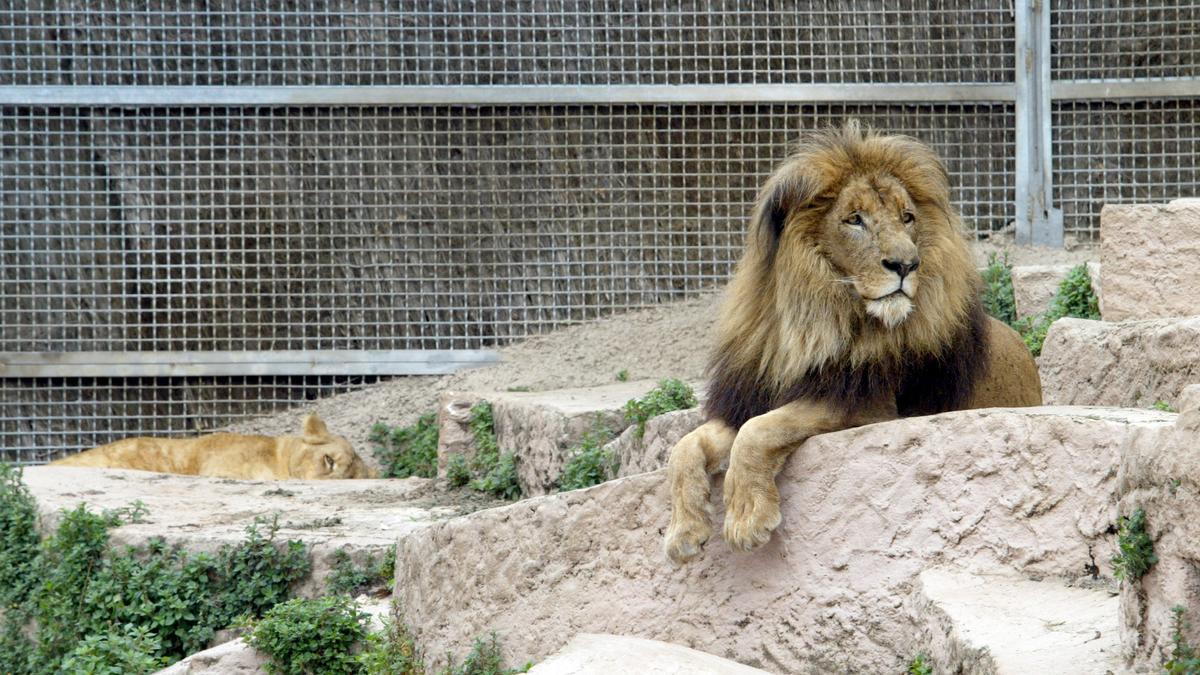 Foto recurso de leones en el zoo de Barcelona