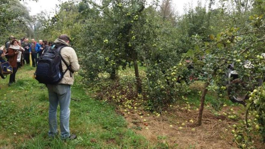 Así se "paña" manzana en Vega