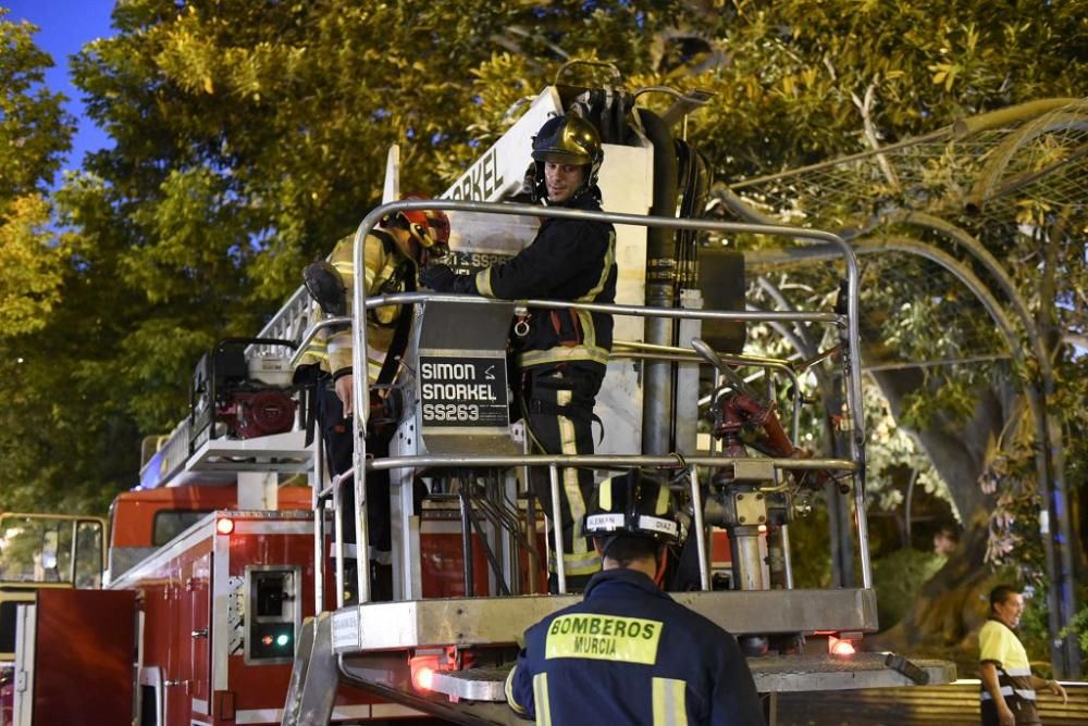 Se quiebra una rama del ficus de Santo Domingo