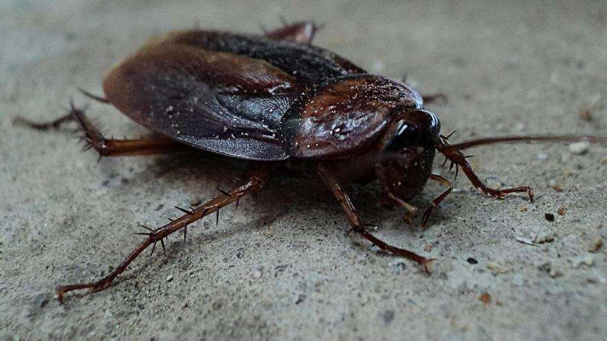 Hallan una cucaracha viva en el cráneo de una mujer en La India