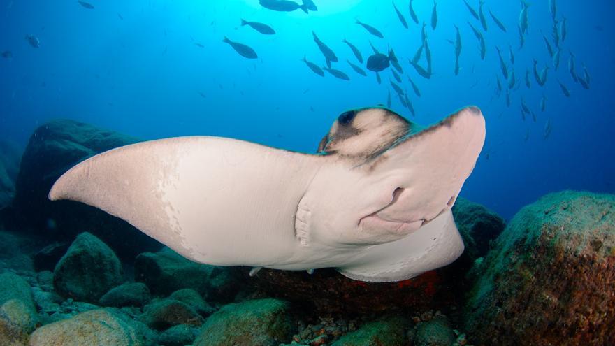 El IEO lidera un proyecto de conservación de tiburones y rayas