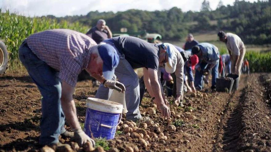 Recogida de patatas en una finca en Lalín. // Bernabé/Luismi