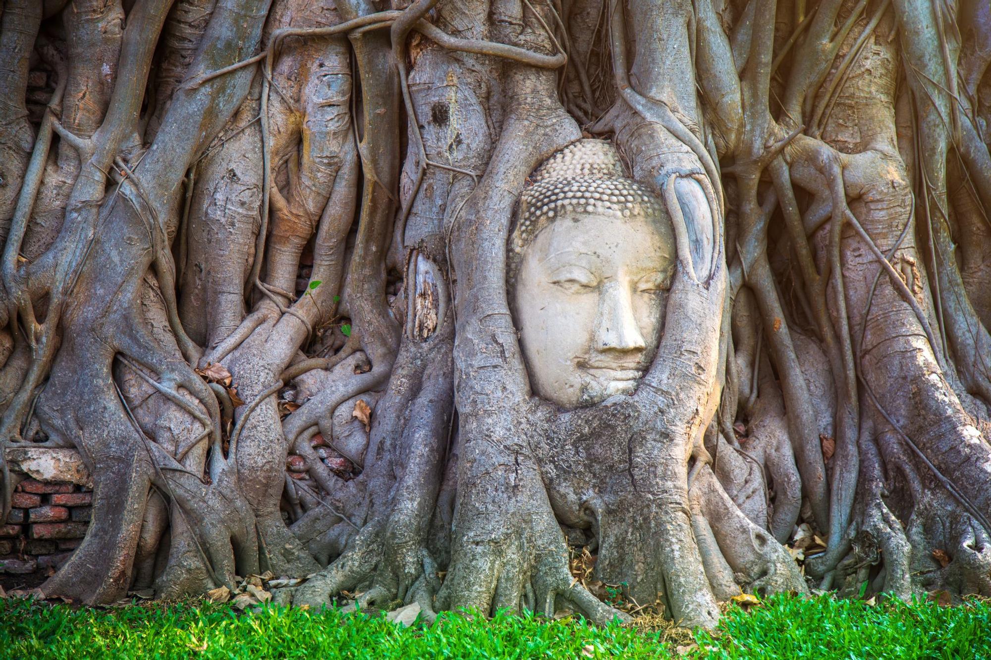 La icónica cabeza de Buda entrelazada dentro de las raíces de un árbol