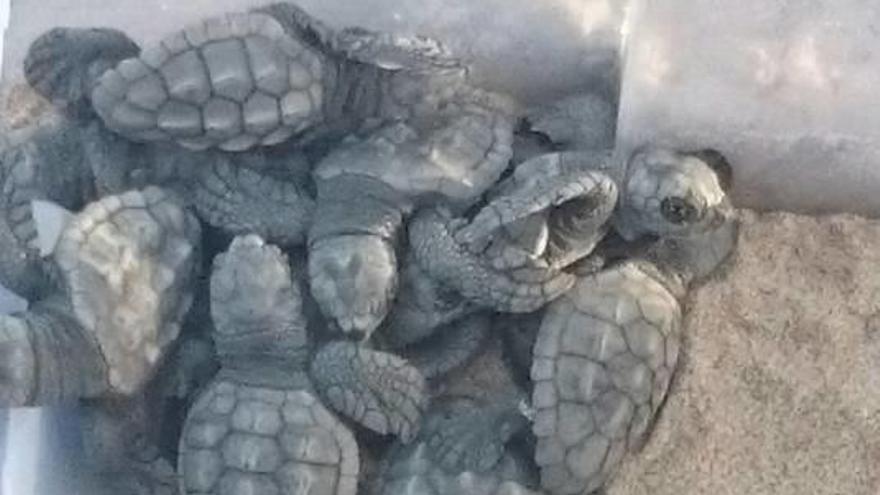 Eclosionan 22 de los huevos de tortuga boba procedentes del nido en la playa de Torrevieja
