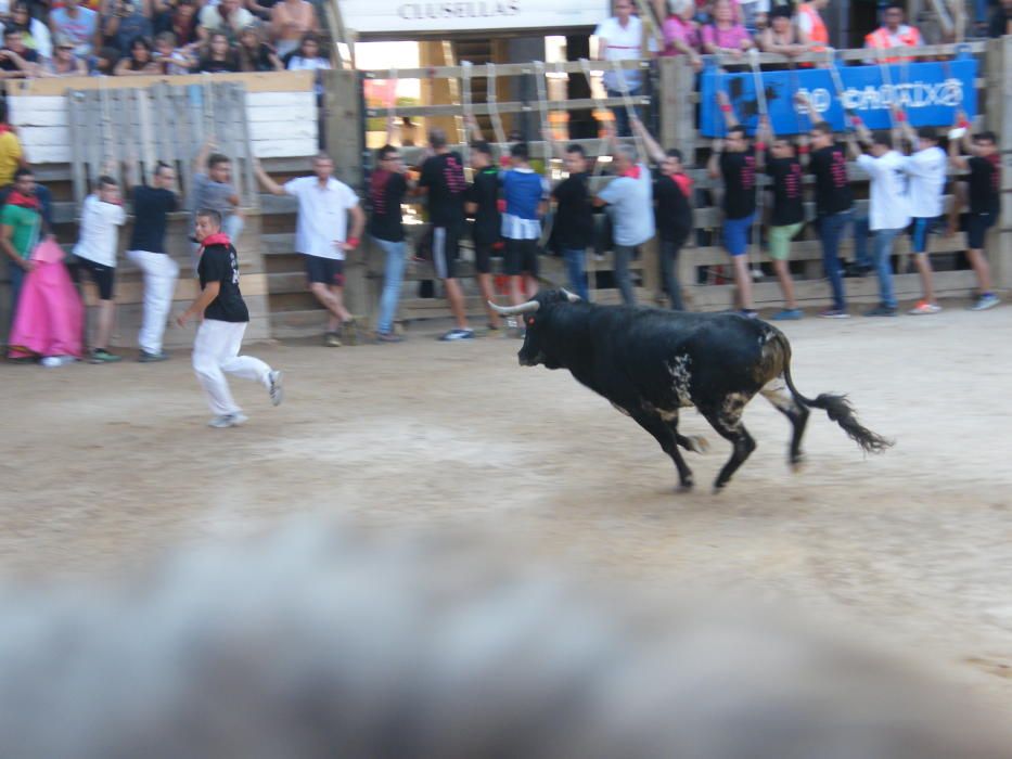 Corre de bou de Cardona (dilluns 12 de setembre)