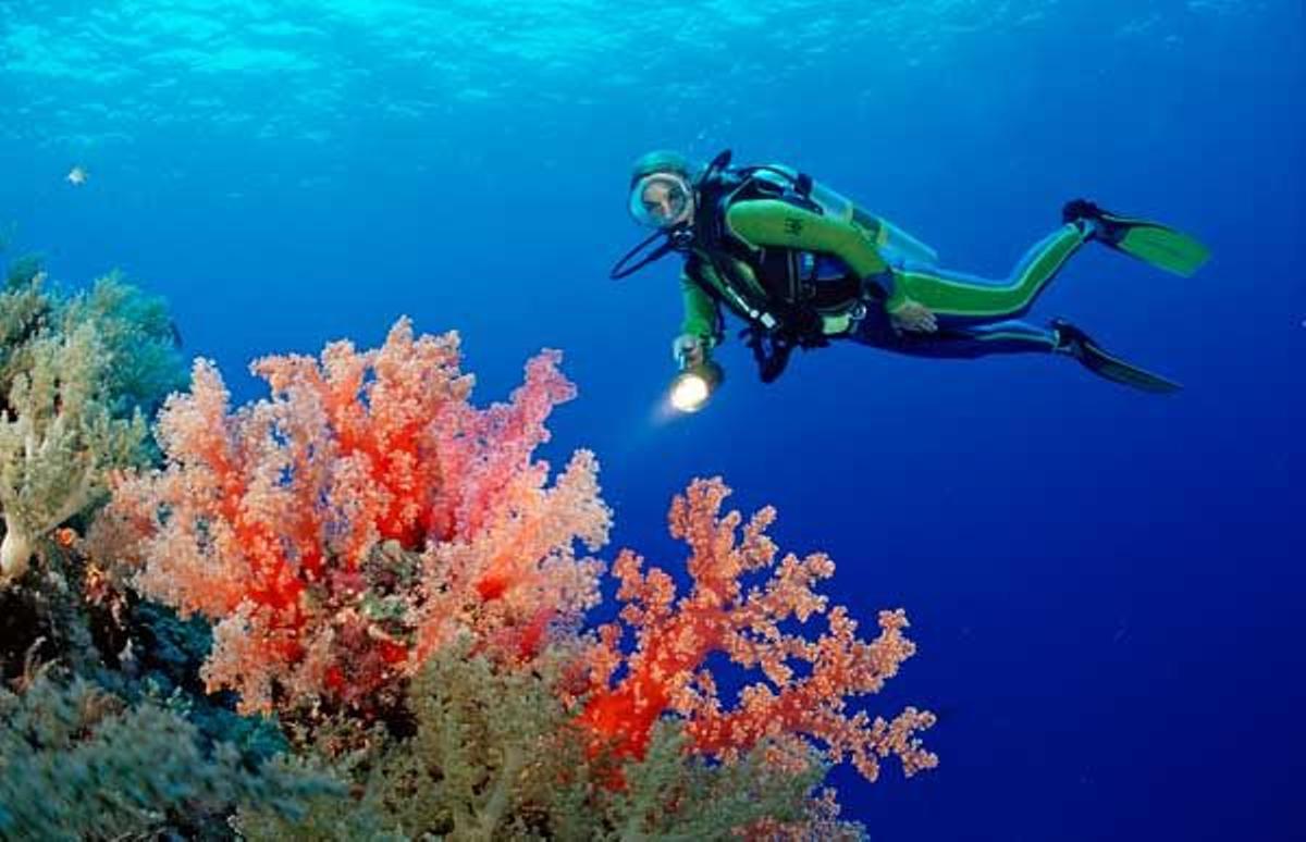 Buceador entre corales en la Isla Rocky en el Mar Rojo, cerca de las islas Zabargad.