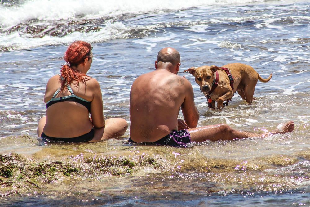 Los bañistas están acudiendo con perros a Punta Margalla y Cala del Moro, las dos playas autorizadas para perros, sin que el Ayuntamiento las haya señalizado todavía.