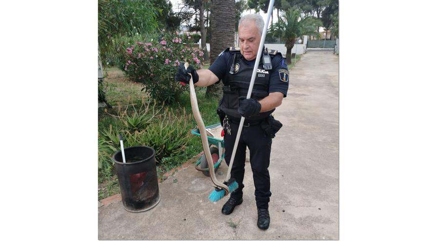 Susto en l&#039;Alfàs tras colarse en un chalé una serpiente de gran tamaño