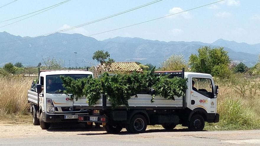 Dos de los camiones cargados con parte de la la marihuana.