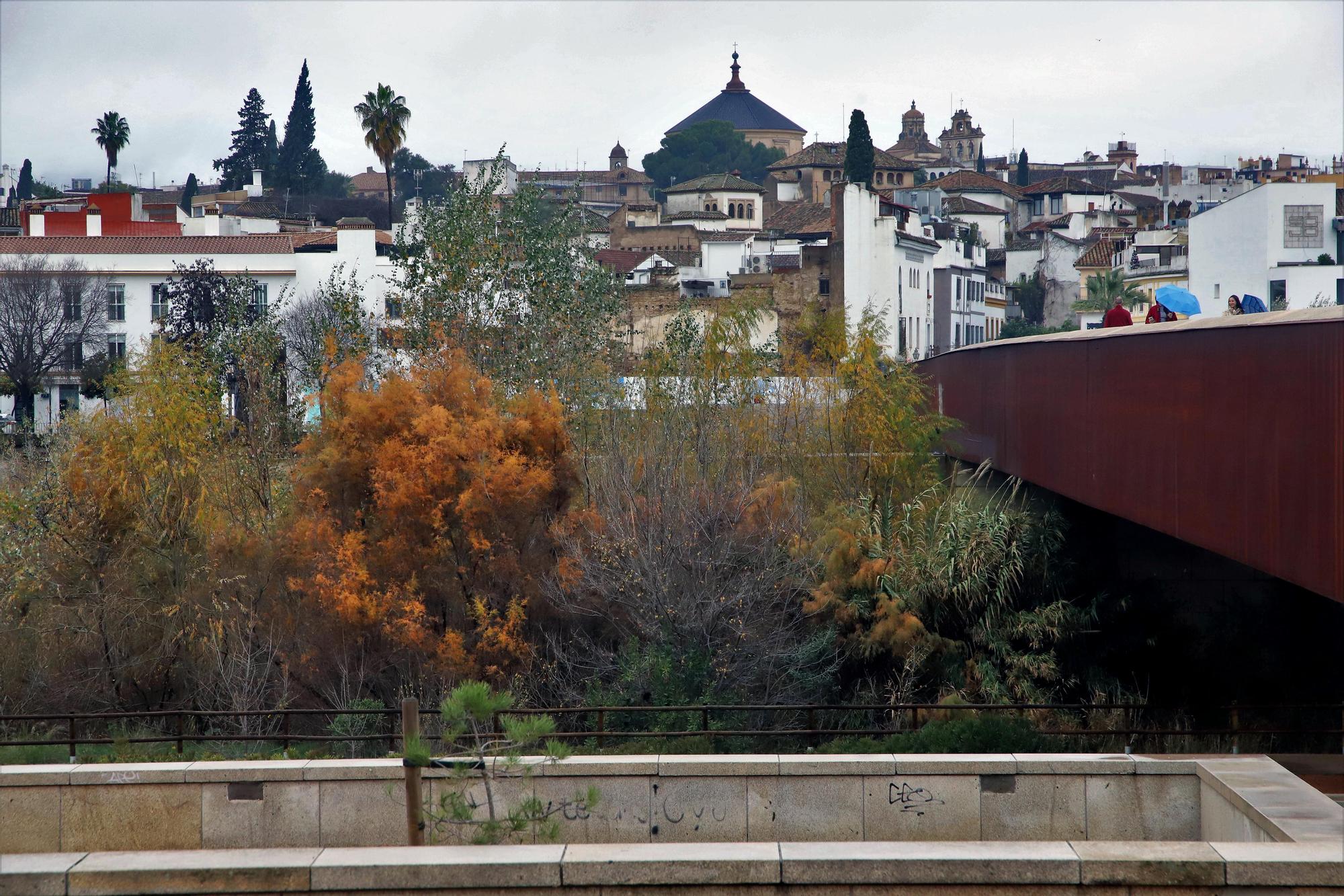 La vegetación no deja ver el río Guadalquivir