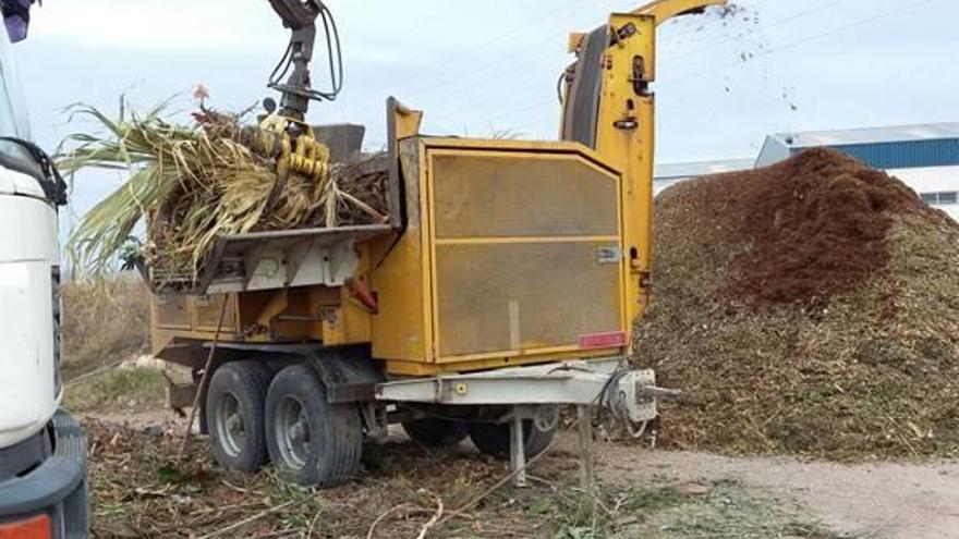 Xàtiva trata de atajar la plaga de galeruca que afecta a los olmos