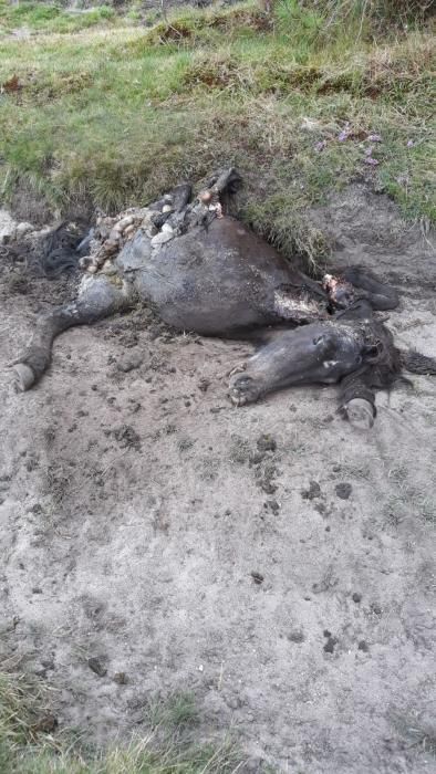 Sucesos en Pontevedra | Los lobos devoran a dos yeguas en el Monte Castrove
