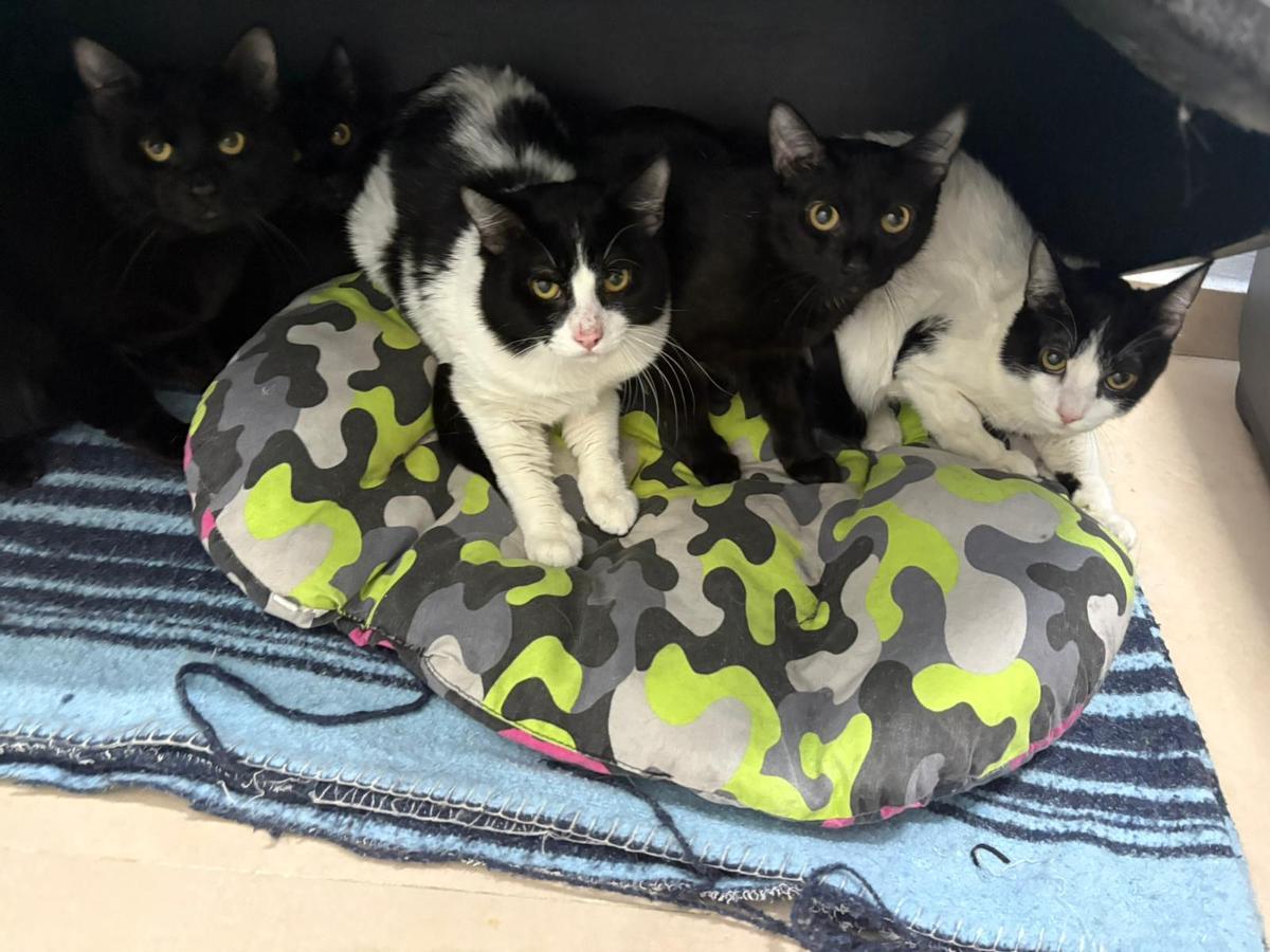 Algunos de los 23 gatos rescatados durante un desalojo en Vigo