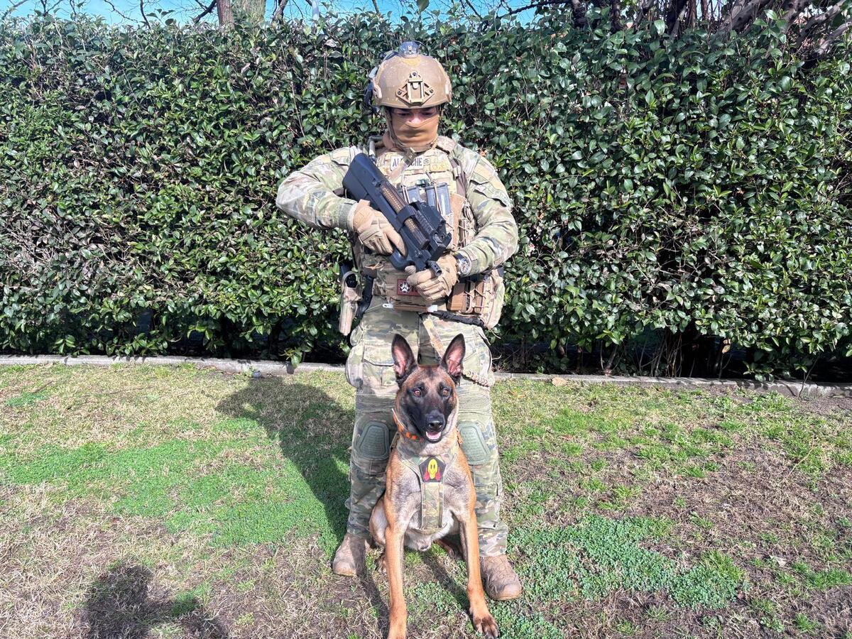 Pastor belga malinois de intervención, llamado STONE: siempre listo para el ataque