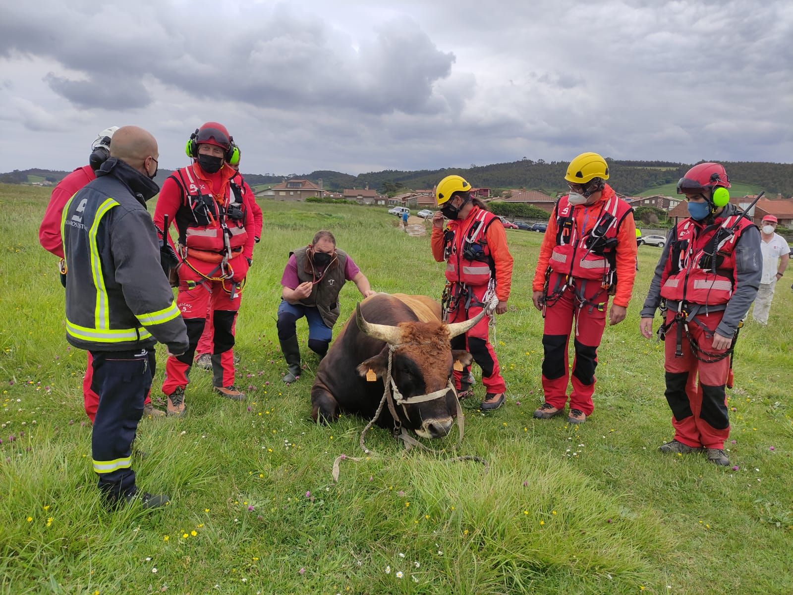 Rescatan a un toro que cayó por un acantilado en Gozón