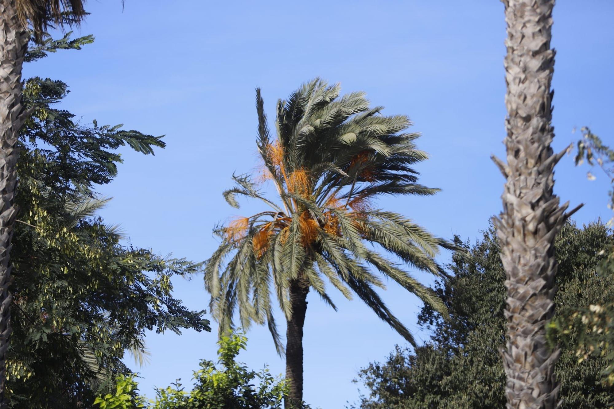 El viento sopla fuerte en Almussafes