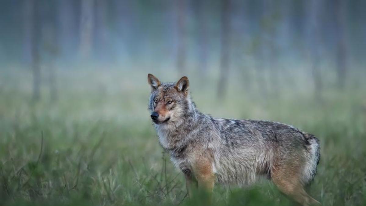Un lobo ibérico.