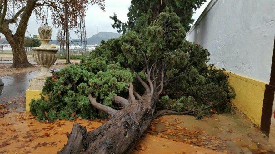 El temporal derriba árboles y corta accesos en Xàtiva
