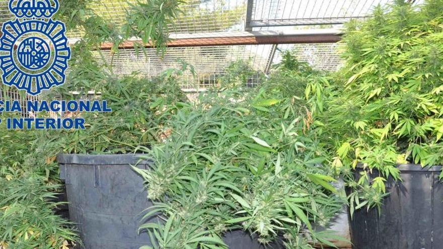 Decomisadas 500 plantas de marihuana en una casa de campo en Dénia
