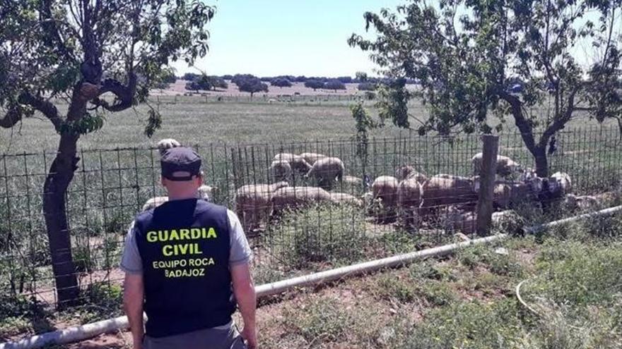 Investigan a un hombre por el robo de 20 borregos, mil kilos de pienso y cencerros