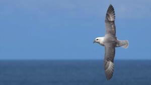 Ejemplar de fulmar boreal (Fulmarus glacialis), una especie gravemente afectada por la contaminación de los océanos.