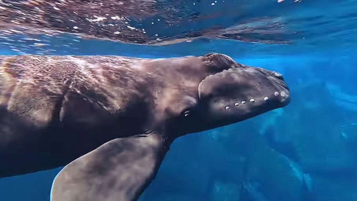 La cría de ballena franca avistada el 22 de diciembre en las costas de La Restinga, El Hierro.