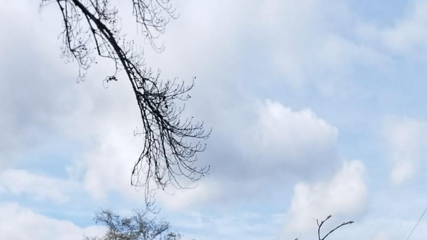 La furgoneta dañada por la caída de un árbol en Mondego.