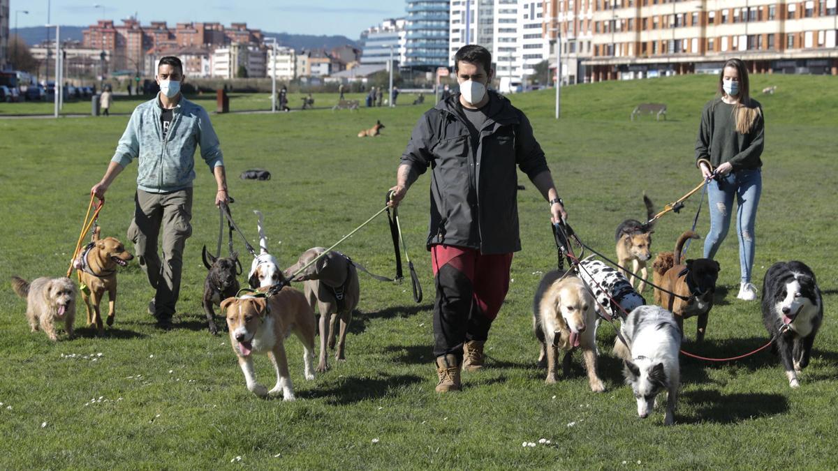 Paseadores de perros: una profesión en auge