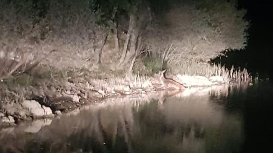 Los bomberos de Rionegro del Puente rescatan una cierva herida en el embalse de Valparaíso.