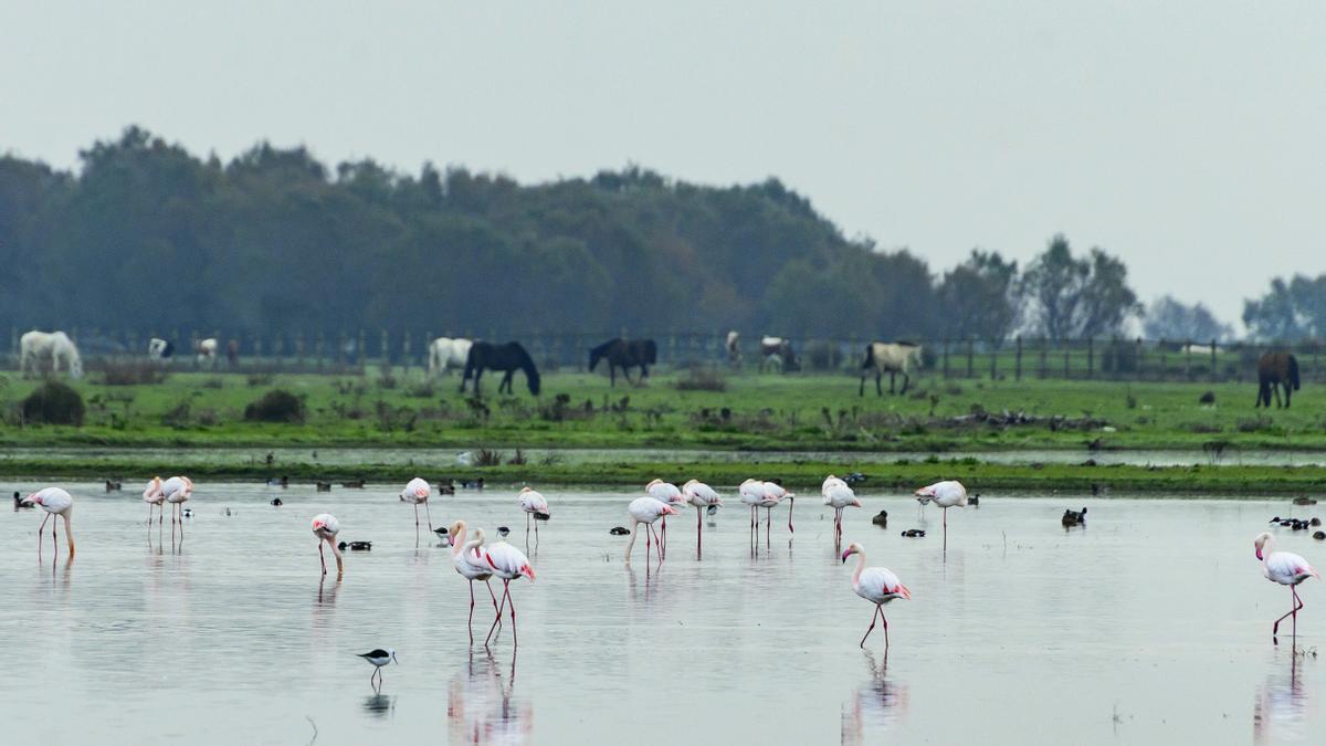 Vista de las Marismas del Rocío en el Parque Nacional de Doñana.