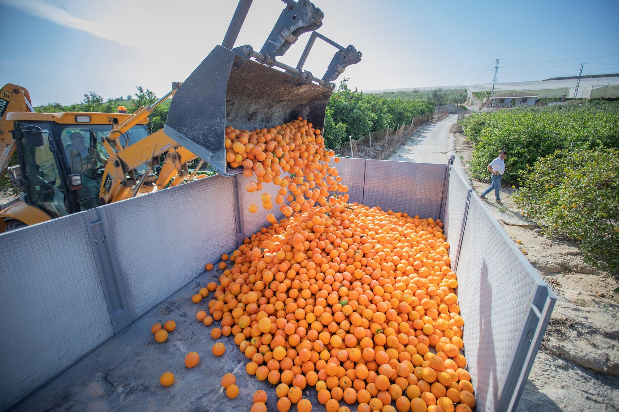 Cinco toneladas de naranjas sin salida se regalarán en la concentración contra el recorte del Tajo-Segura