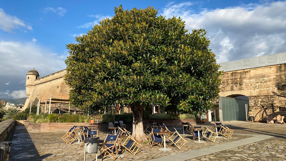 La nueva terraza ha colocacado su mobiliario alrededor del ficus del balcón del Museo es Baluard de Palma