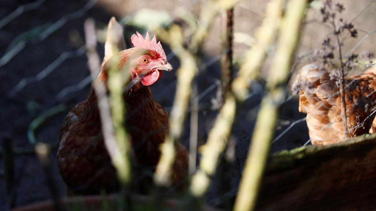 Una granja de gallinas en Galicia, cuya recomendación de evitar contactos con aves silvestres se extiende a toda la comunidad. |   // ELISEO TRIGO / EFE