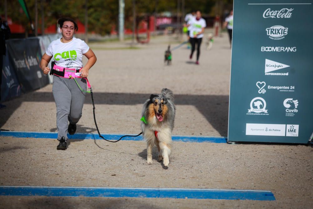 Can We Run Mallorca: So war das Hunderennen