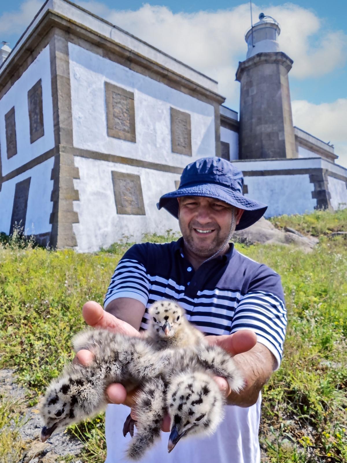 Xosé Iglesias aparta a los pollos de gaviotas para no pisarlos