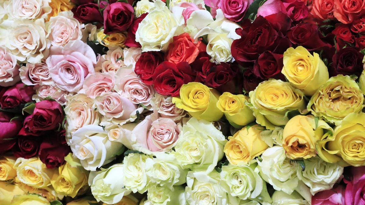 Imagen de rosas de diferentes colores.