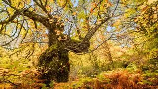 La ciudad favorita de los mayores de 65 años en otoño recorre un castañar Reserva de la Biosfera