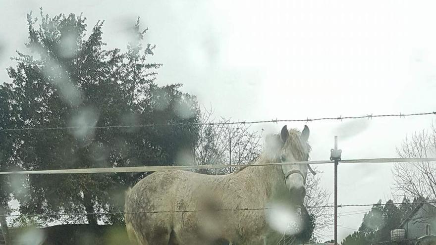 El dueño del caballo atado en Abegondo se enfrenta a 600 euros de sanción