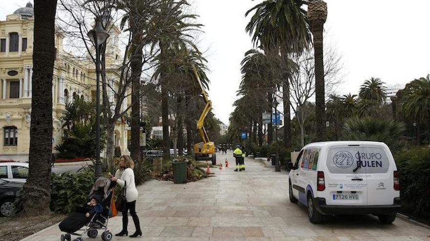 Palmeras reciben tratamiento contra el picudo rojo en el Parque de Málaga.