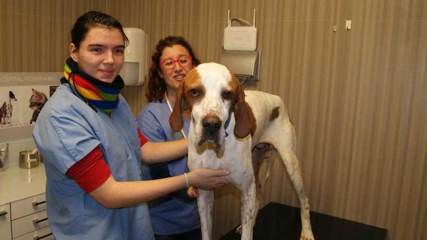 Vanessa Jaquete, a la izquierda, atiende al perro &quot;Jonny&quot; ante la supervisión de la veterinaria Silvia Rodríguez.