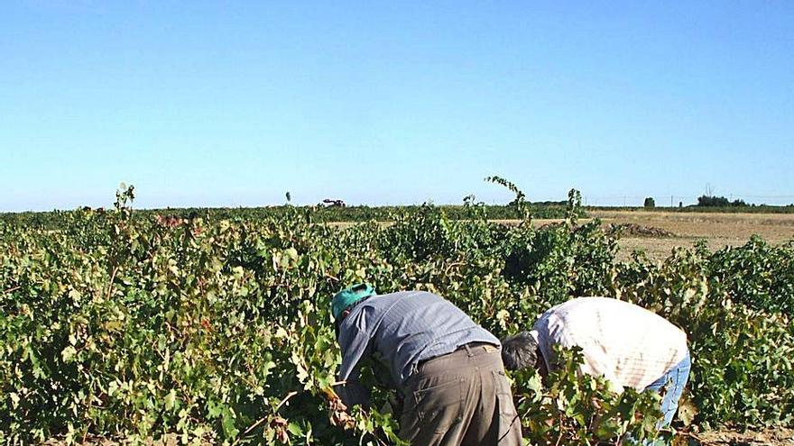 La Junta mantendrá el protocolo COVID del año pasado para la próxima vendimia en Toro